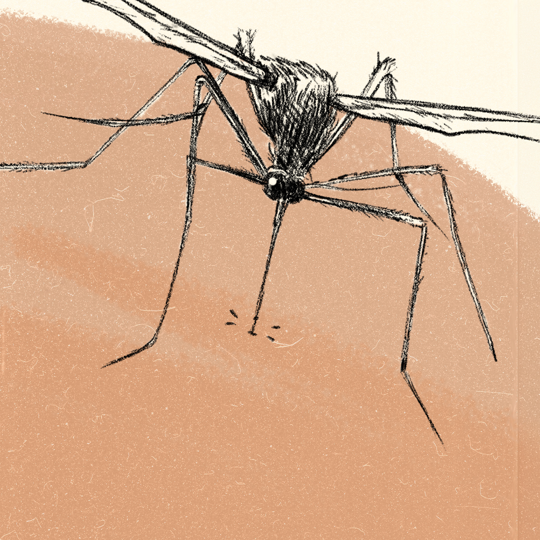 Las enfermedades transmitidas por mosquitos causan más de 700 mil muertes al año. Foto: N+